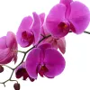 IlSaloneDiMilano Ingredient Orchid Extract