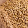 IlSaloneDiMilano Ingredient Wheat Proteins